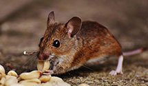 24 Hour & Emergency Exterminators in Woodstock, IL
